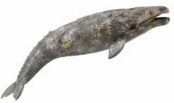 Collecta Grijze Walvis 88836
