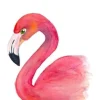 Fritsy Postkaart Flamingo