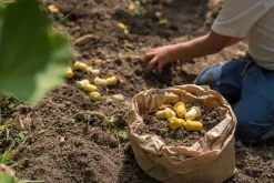 Grapat Mandala Tulip Hout 36-delig 22-240