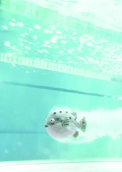 Jellycat Knuffel Kogelvis Pacey Pufferfish