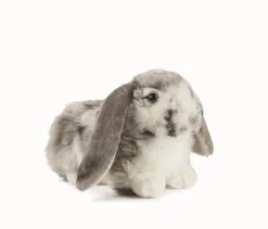 Living Nature Knuffel Konijn Nederlandse Hangoor Dwerg Grijs