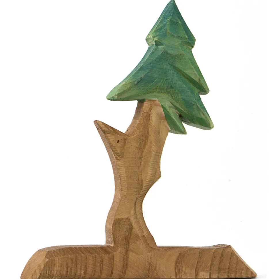 Ostheimer Boom Dwergspar Tannenzwerg 25094