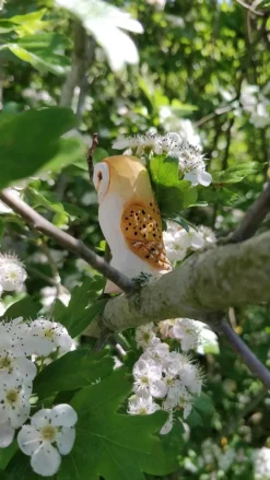 Wudimals Kerkuil 41008